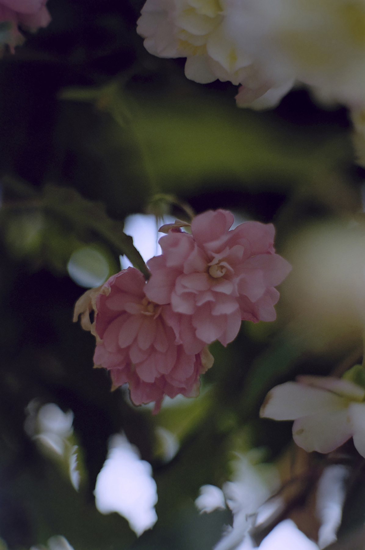 &Premium — &PHOTO — 浜田啓子